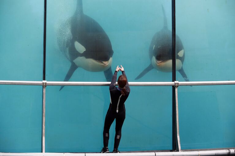 Косатки в парке Marineland в городе Антиб. Франция