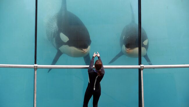 Косатки в парке Marineland в городе Антиб. Франция