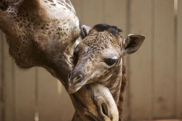 Новорожденный жираф с матерью в зоопарке Санта-Барбары
