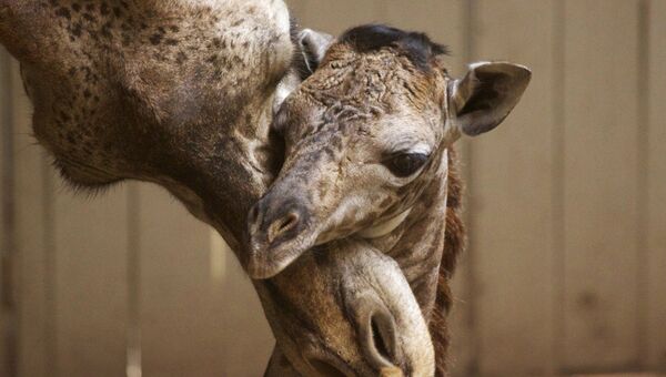 Новорожденный жираф с матерью в зоопарке Санта-Барбары