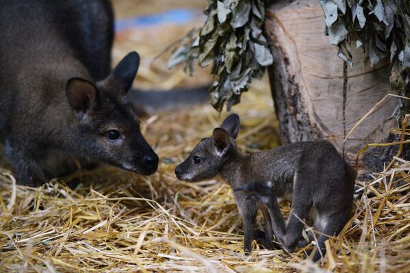 Самка древесного кенгуру по кличке Бонни и ее детеныш, родившийся в Екатеринбургском зоопарке