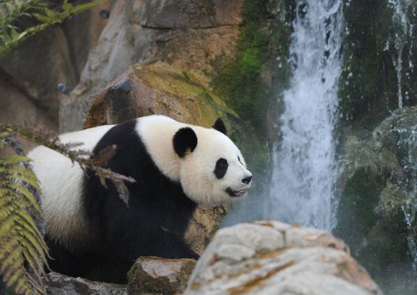Панда в зоопарке в Бовале
