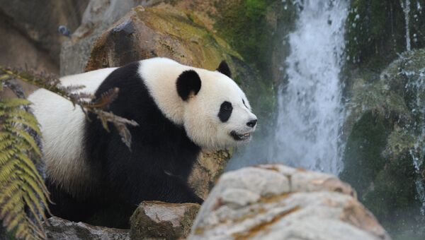 Панда в зоопарке. Архивное фото