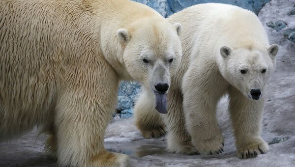 Белые медведи в зоопарке Красноярска
