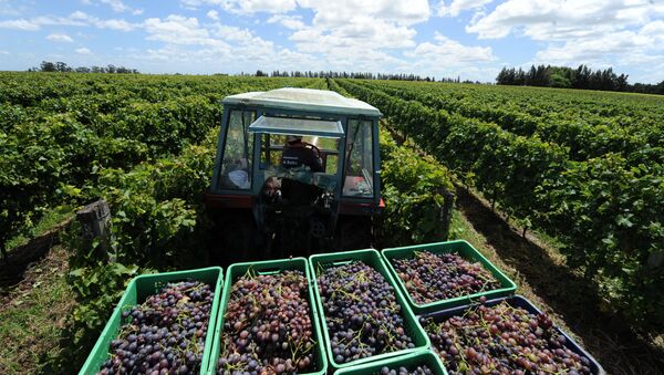 Сбор урожая винограда в Уругвае, Архивное фото