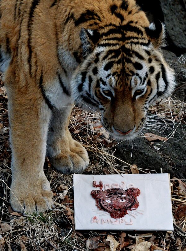 Празднование дня рождения амурского тигра Амура и тигрицы по кличке Тайга, которым исполнилось четыре года, в Приморском сафари-парке
