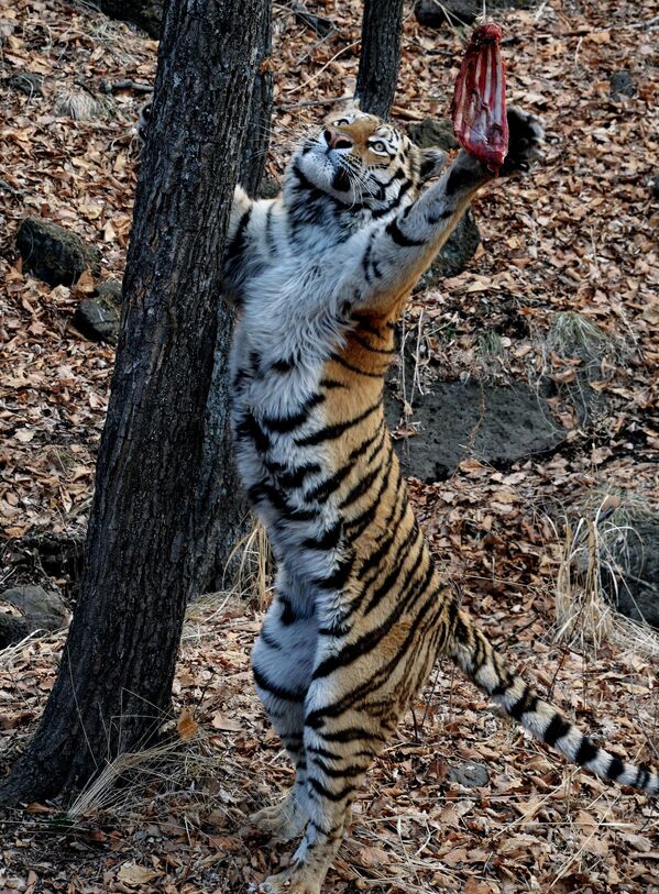 Празднование дня рождения амурского тигра Амура и тигрицы по кличке Тайга, которым исполнилось четыре года, в Приморском сафари-парке