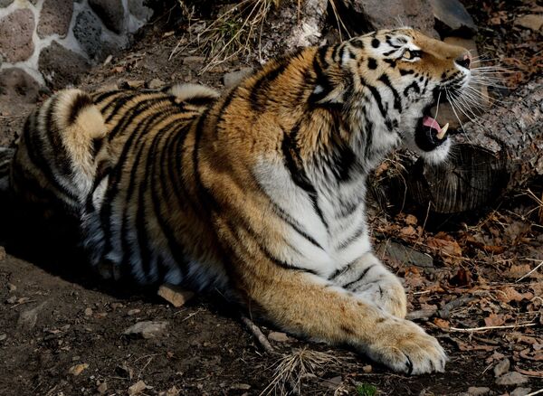 Амурская тигрица Тайга в Приморском сафари-парке