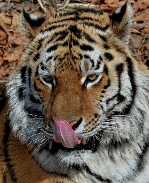 Амурский тигр Амур в Приморском сафари-парке