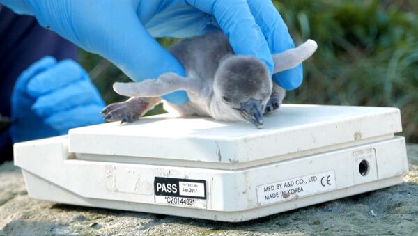 Первые шаги и взвешивание новорожденного пингвиненка в Великобритании