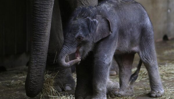 Новорожденный слоненок в зоопарке Праги. Апрель 2016