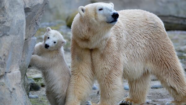 Полярный медвежонок с мамой. Архивное фото