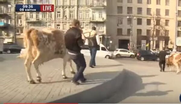 Ляшко митинговал у здания кабмина Украины вместе с коровами. ВИДЕО