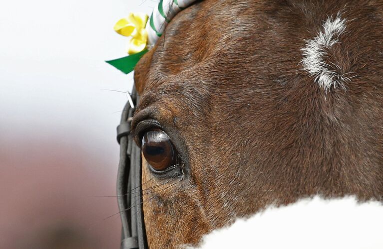 Скачки Crabbie's Grand National Festival, Великобритания