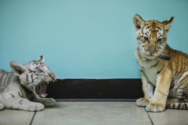 Бенгальские тигрята в цирке в Никарагуа