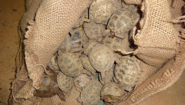 Среднеазиатские сухопутные черепахи, незаконно ввезенные в Оренбургскую область из Республики Казахстан. Архивное фото