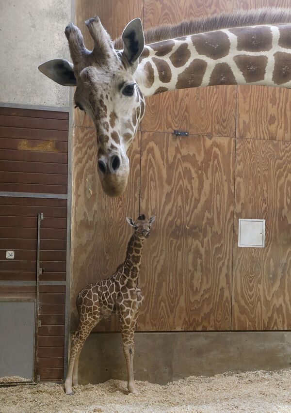 Маленький жираф с матерью в зоопарке Сан-Франциско