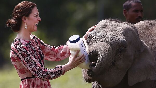 Герцогиня Кембриджская Кейт кормит слоненка в Центре реабилитации диких животных в Индии