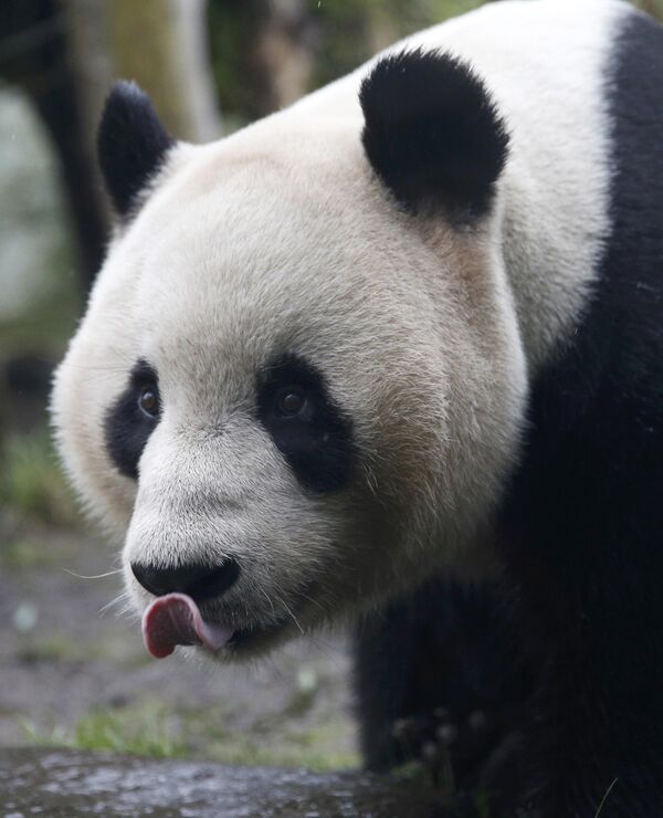 Панда в зоопарке Эдинбурга