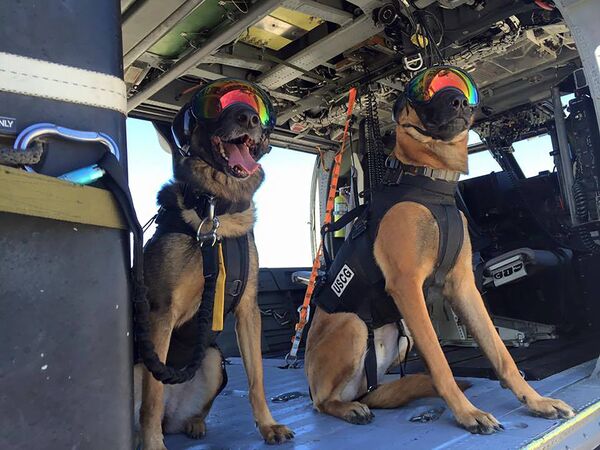 Собаки службы береговой охраны США во время тренировки в Калифорнии