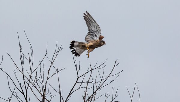 Пустельга обыкновенная (Falco tinnunculus)
