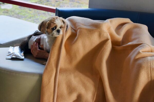Местный житель с собакой в эвакуационном центре после землетрясения. Кумамото, Япония. Апрель 2016