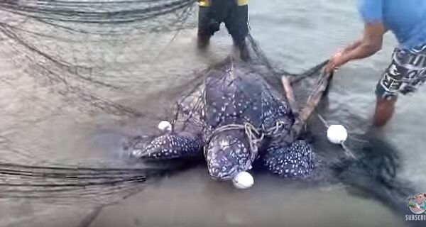 Как спасали морскую черепаху