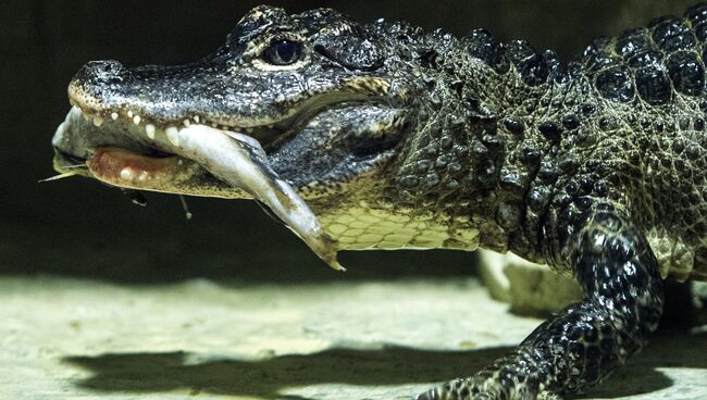 Сиамский крокодил. Архивное фото