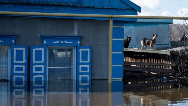 Собаки рядом с жилым домом, затопленным в результате паводка, в городе Ишим Тюменской области. Архивное фото