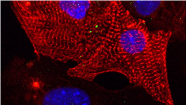 Сердечная ткань, выращенная специалистами из МФТИ