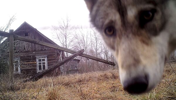Волк в зоне отчуждения вокруг Чернобыльской АЭС, Белоруссия