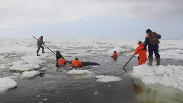 Сотрудники МЧС России проводят операцию по спасению четырех косаток