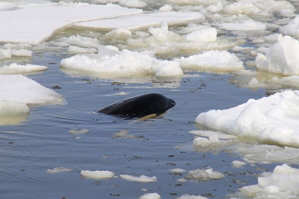 Одна из четырех косаток, зажатых льдинами в Охотском море на востоке Сахалина