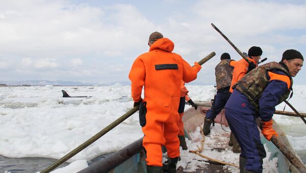 Сотрудники МЧС России проводят операцию по спасению четырех косаток