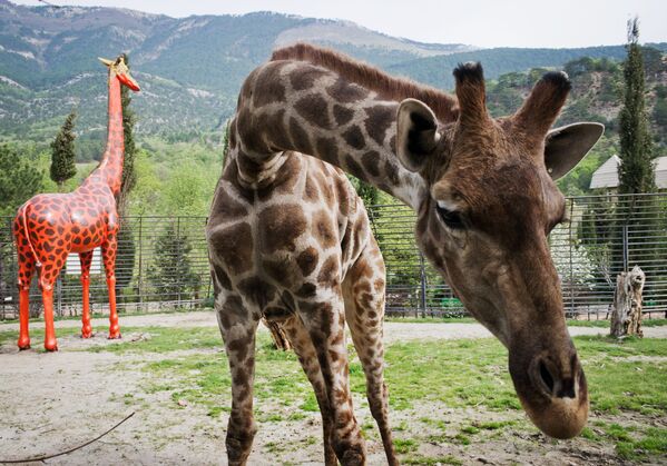 Жираф во вновь открывшемся зоопарке Сказка в Ялте