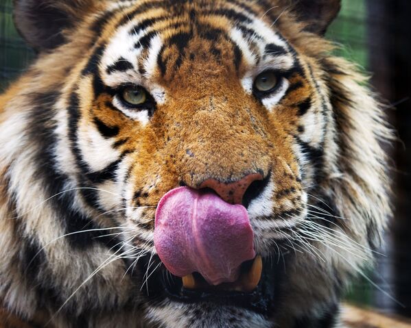 Тигр во вновь открывшемся зоопарке Сказка в Ялте
