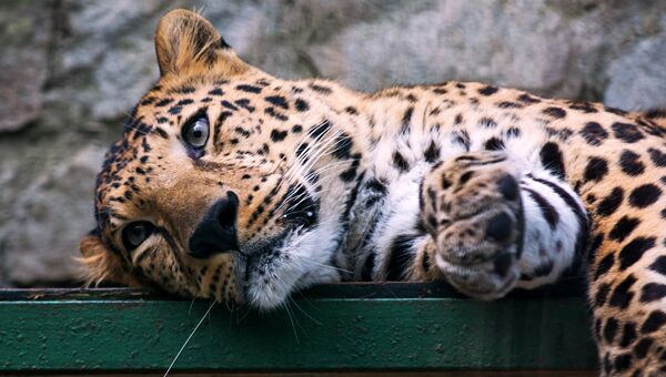 Леопард во вновь открывшемся зоопарке Сказка в Ялте