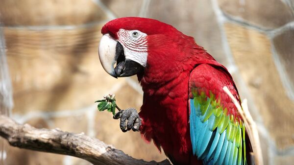 Зеленокрылый попугай. Архивное фото