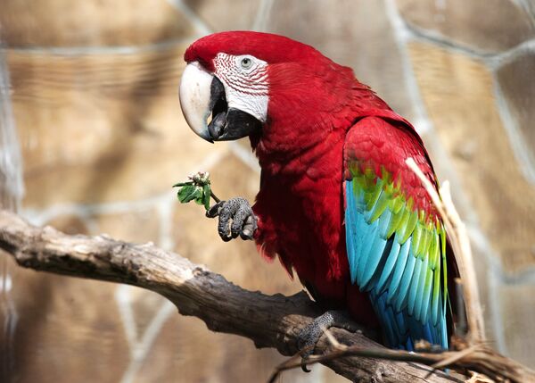 Зеленокрылый ара во вновь открывшемся зоопарке Сказка в Ялте