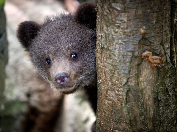 Медвежонок во вновь открывшемся зоопарке Сказка в Ялте