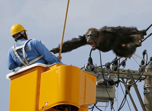 Шимпанзе, которая сбежала из зоопарка в жилом районе в Сендай, Япония