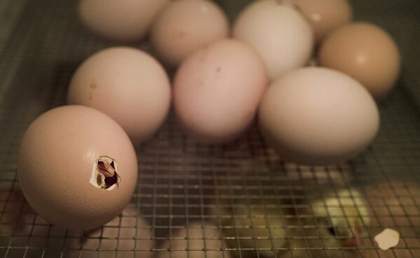Цыпленок вылупляется из яйца в инкубаторе медицинского факультета Дрезденского технологического института