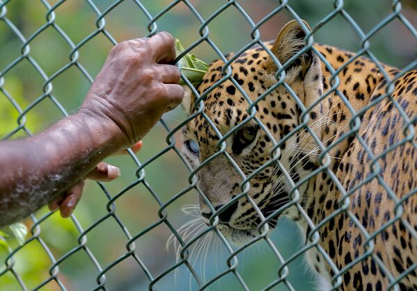 Работник зоопарка благословляет леопарда во время сингальского и тамильского нового года. Шри-Ланка