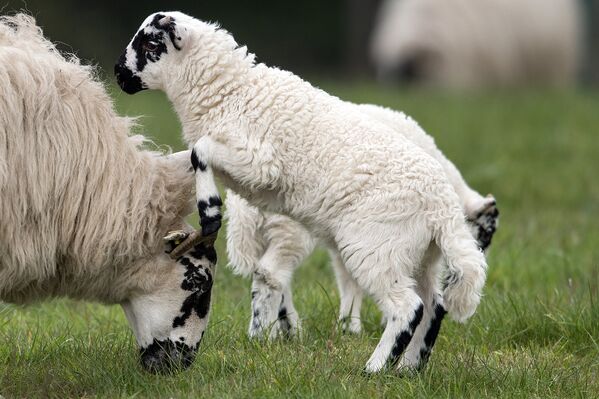 Овцы возле Эркрата, Германия