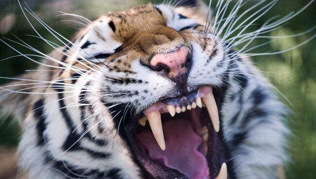 Амурский тигр в сафари-парке Тайган