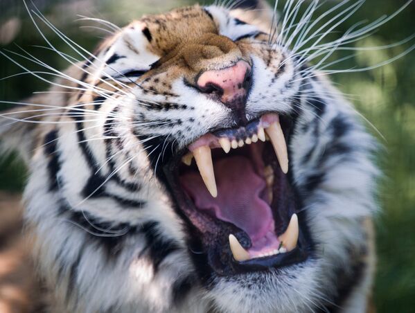 Амурский тигр в сафари-парке Тайган