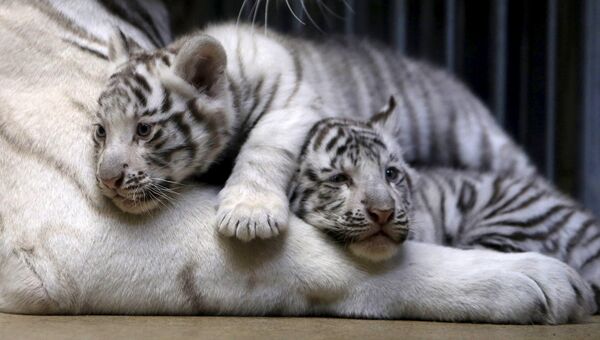 Два тигренка и восьмилетняя тигрица в зоопарке Чехии. Апрель 2016