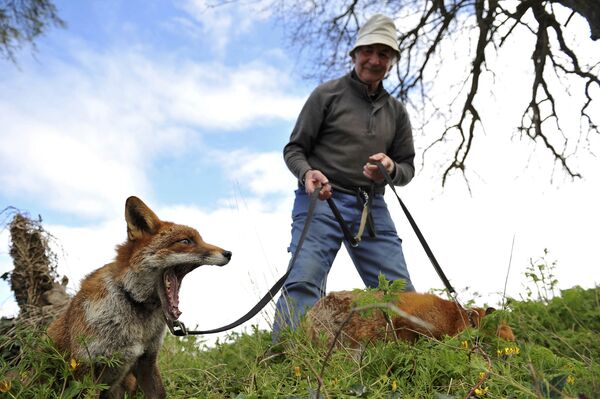 Пэтси Гиббонс с двумя спасенными им лисицами на прогулке в Килкенни, Ирландия. Апрель 2016
