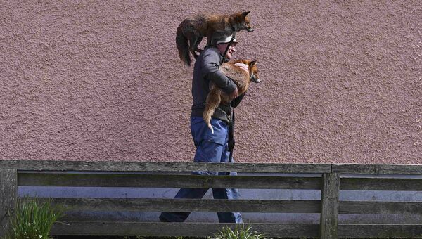 Пэтси Гиббонс с двумя спасенными им лисицами на прогулке в Килкенни, Ирландия. Апрель 2016