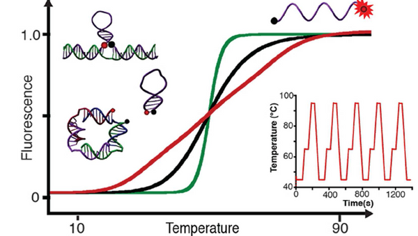 Молекула ДНК-термометра(слева) и график ее работы при нагреве (справа)